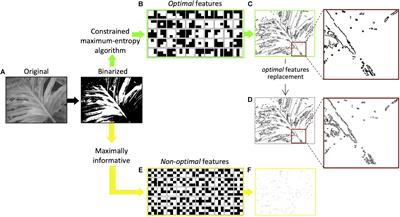 Early Visual Saliency Based on Isolated Optimal Features